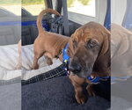 Small #1 Basset Hound