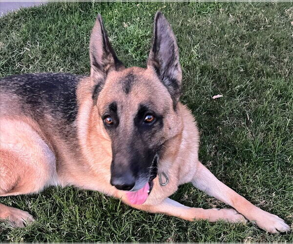 Medium Photo #3 German Shepherd Dog Puppy For Sale in Phoenix, AZ, USA