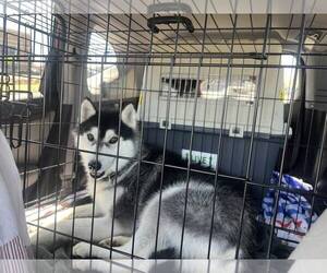Jack - Male Siberian Husky Dog for Adoption - Photo #3