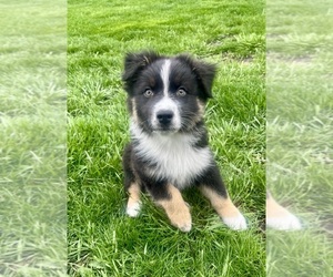 Australian Shepherd Puppy for sale in LODA, IL, USA