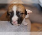 Small Photo #5 Welsh Cardigan Corgi Puppy For Sale in SUN PRAIRIE, WI, USA
