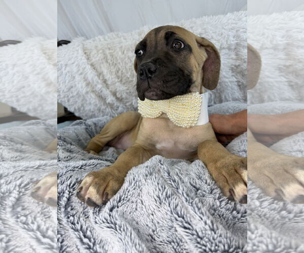 Medium Photo #2 Mutt Puppy For Sale in Goodyear, AZ, USA