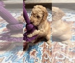 Small Photo #64 Aussiedoodle Puppy For Sale in ASHEVILLE, NC, USA