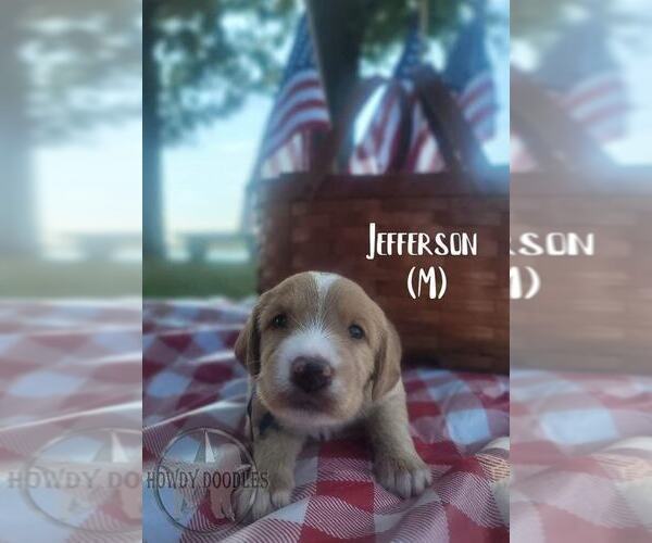 Medium Photo #6 Labradoodle Puppy For Sale in ELIZABETH CITY, NC, USA