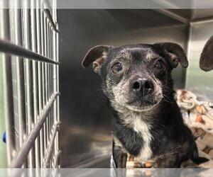 Chug Dogs for adoption in Grand Prairie, TX, USA