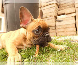 French Bulldog Puppy for sale in SANDY, UT, USA