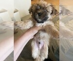 Small #1 Morkie