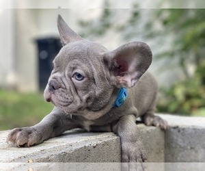 French Bulldog Puppy for sale in ERIAL, NJ, USA