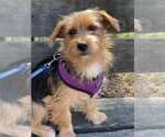 Small Photo #1 Silky Terrier-Unknown Mix Puppy For Sale in Dahlgren, VA, USA