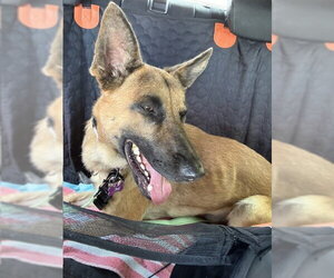 German Shepherd Dog-Unknown Mix Dogs for adoption in Imlay City, MI, USA