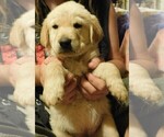 Small Photo #7 Golden Retriever Puppy For Sale in IDAHO SPRINGS, CO, USA