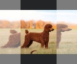 Small Photo #1 Goldendoodle Puppy For Sale in DEXTER, GA, USA