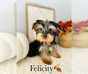 Yorkshire Terrier Puppy for sale in MURFREESBORO, TN, USA