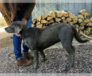 Labrador Retriever Puppy for sale in CANON CITY, CO, USA
