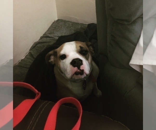 Medium Photo #4 Beagle-English Bulldog Mix Puppy For Sale in MAPLE VALLEY, WA, USA
