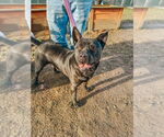 Small #6 Chinese Shar-Pei Mix