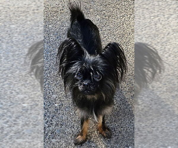 Medium Photo #2 Mutt Puppy For Sale in Olalla, WA, USA