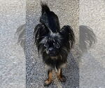 Small #1 Mutt