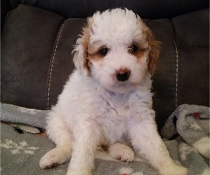 Miniature Bernedoodle Puppy for sale in LEETONIA, OH, USA