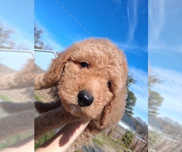 Medium Photo #25 Goldendoodle (Miniature) Puppy For Sale in GASTONIA, NC, USA