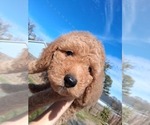 Small Photo #127 Goldendoodle (Miniature) Puppy For Sale in GASTONIA, NC, USA