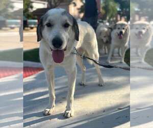 Cisco - Male Great Pyrenees-Unknown Mix Dog for Adoption - Photo #6