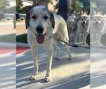 Small Photo #6 Great Pyrenees-Unknown Mix Puppy For Sale in Dallas, TX, USA