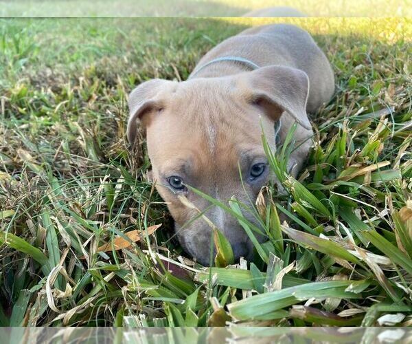 Medium Photo #5 American Pit Bull Terrier Puppy For Sale in ROSSVILLE, GA, USA