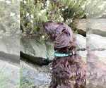 Puppy Teal Miniature Labradoodle