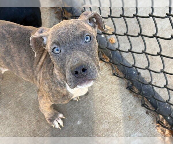 Medium Photo #2 Mutt Puppy For Sale in Tulsa, OK, USA