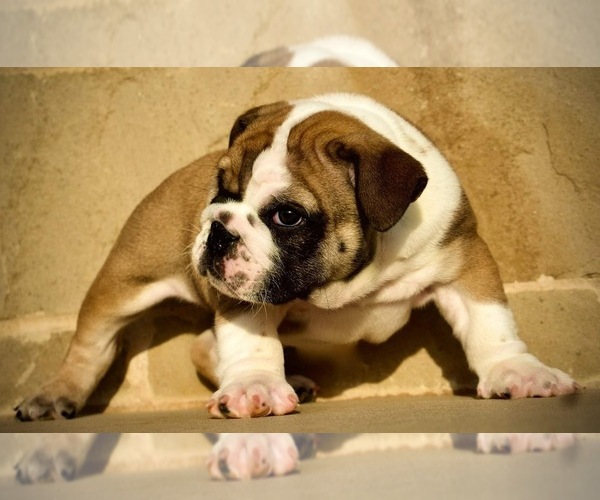 Medium Photo #1 English Bulldogge Puppy For Sale in EASTLAND, TX, USA