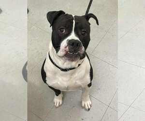 Mutt Dogs for adoption in Low Moor, VA, USA