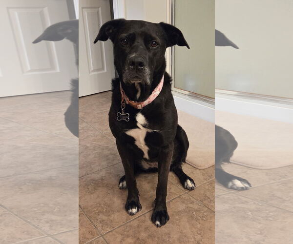 Medium Photo #3 American Pit Bull Terrier-Labrador Retriever Mix Puppy For Sale in Chandler, AZ, USA