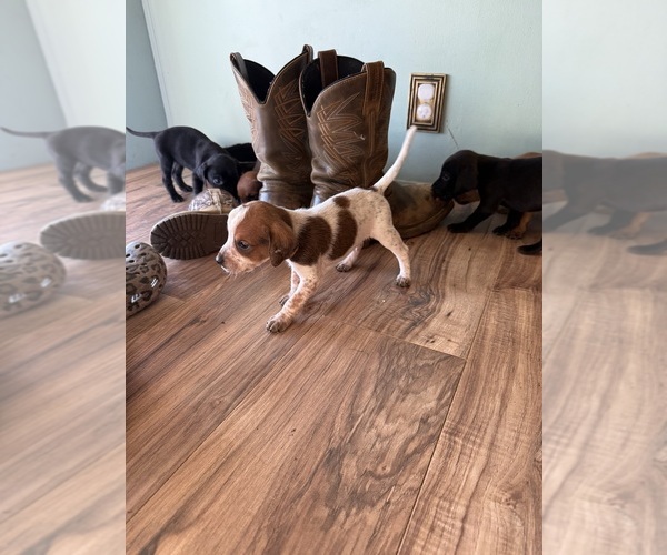 Medium Photo #12 Treeing Walker Coonhound Puppy For Sale in ZANESVILLE, OH, USA