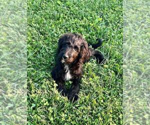 Aussiedoodle Puppy for sale in ASHLAND, OH, USA