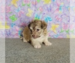 Small Photo #6 Havanese Puppy For Sale in SHAWNEE, OK, USA