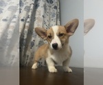 Small Photo #79 Pembroke Welsh Corgi Puppy For Sale in DURHAM, CT, USA