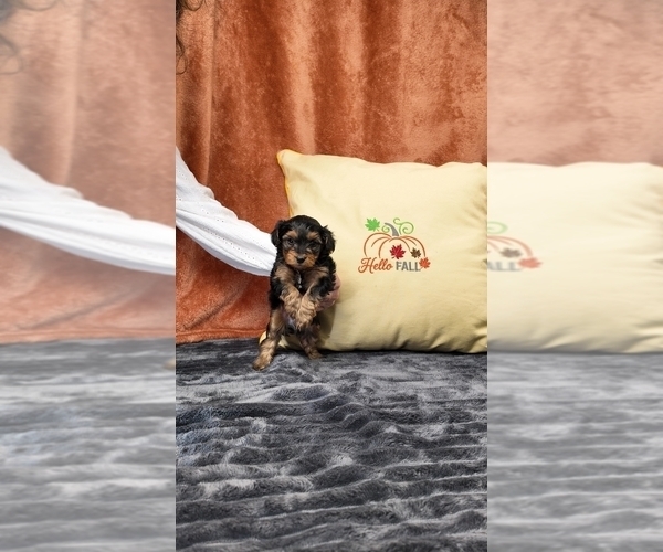 Medium Photo #7 Yorkipoo Puppy For Sale in FENTON, MI, USA