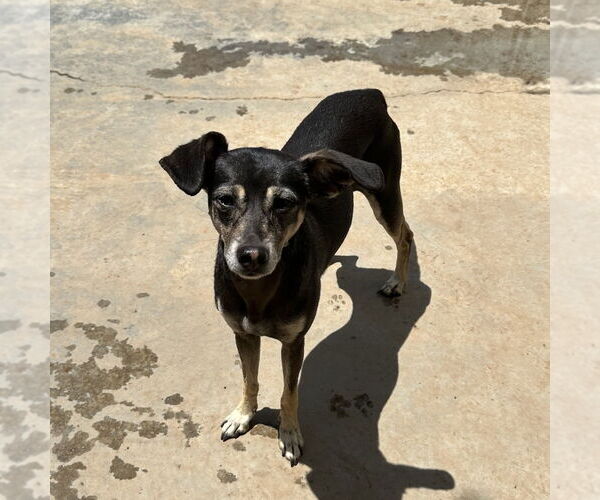 Medium Photo #3 Chihuahua-Unknown Mix Puppy For Sale in Chico, CA, USA