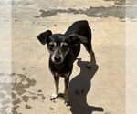 Small #2 Chihuahua Mix