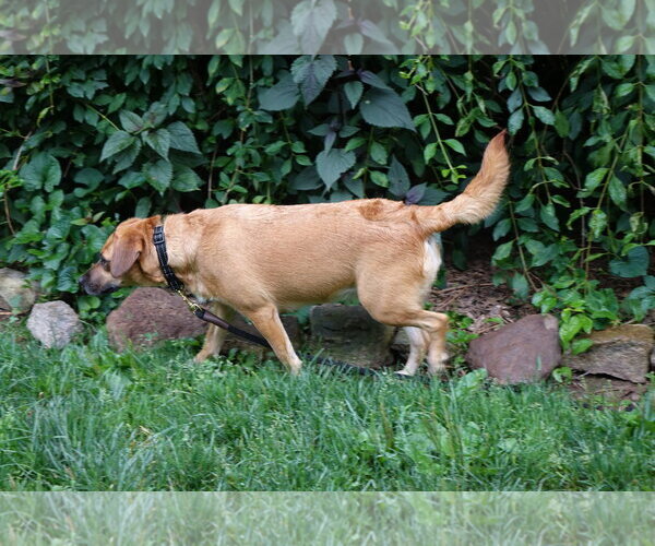 Medium Photo #4 Beagle-Unknown Mix Puppy For Sale in Doylestown, PA, USA
