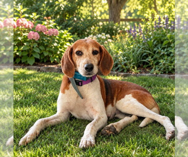 Medium Photo #2 Mutt Puppy For Sale in Rocky Mount, NC, USA