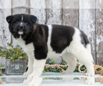 Small #1 Akita