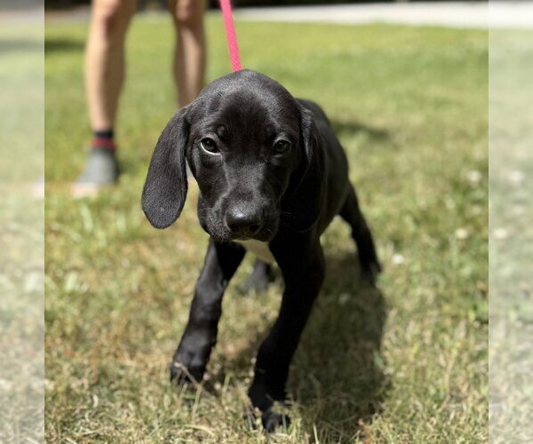 Medium Photo #2 Labrador Retriever Puppy For Sale in Yardley, PA, USA