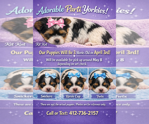 Medium Photo #2 Yorkshire Terrier Puppy For Sale in PITTSBURGH, PA, USA