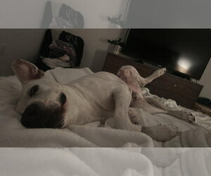 Great Dane-Labrador Retriever Mix Dogs for adoption in Miami, FL, USA