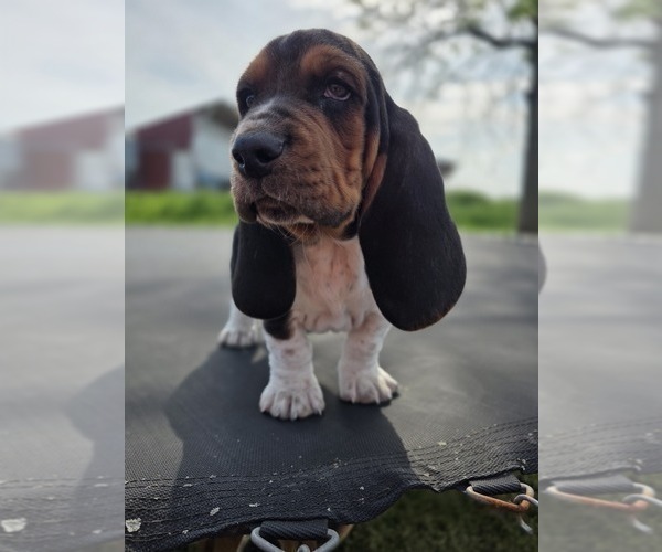 Medium Photo #67 Basset Hound Puppy For Sale in GREENLEAF, WI, USA