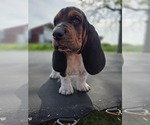 Small #6 Basset Hound