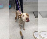 Small American Staffordshire Terrier