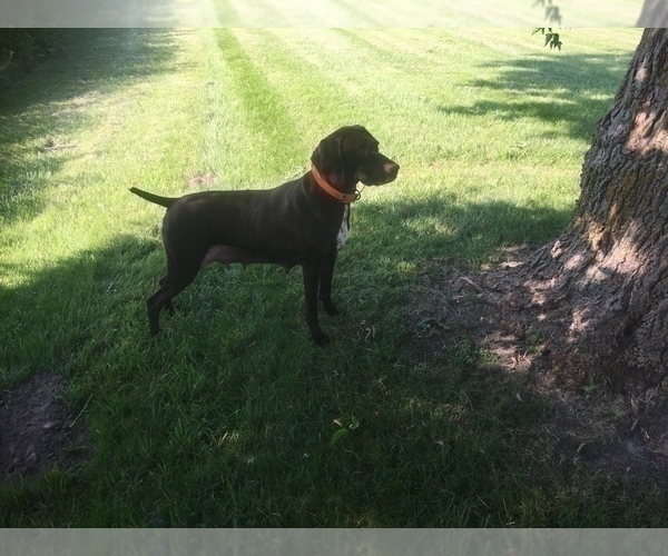 Medium Photo #1 German Shorthaired Pointer Puppy For Sale in WATERTOWN, NY, USA